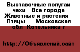 Выставочные попугаи чехи - Все города Животные и растения » Птицы   . Московская обл.,Котельники г.